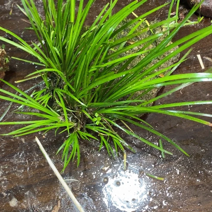 田***友无花朵石菖蒲在哪都有