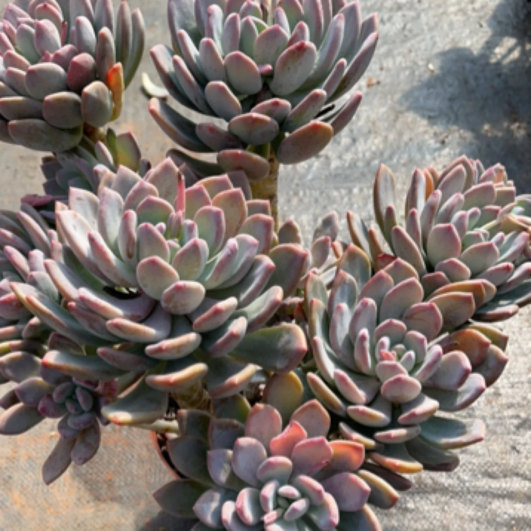 精品多肉老桩【高桩多头灰姑娘】整桩无砍【轻微断枝不售后】