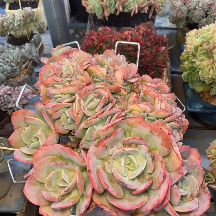 【闪购商品】血凤朵朵缀一物一拍