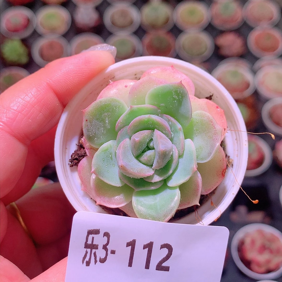 乐然3-112 新品单头