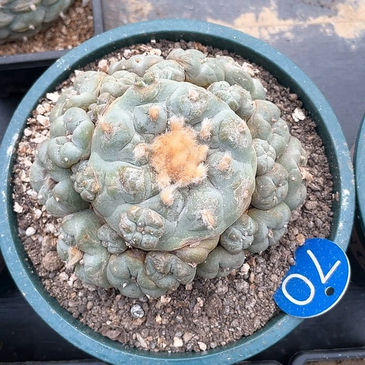 仙人球落地自根群70