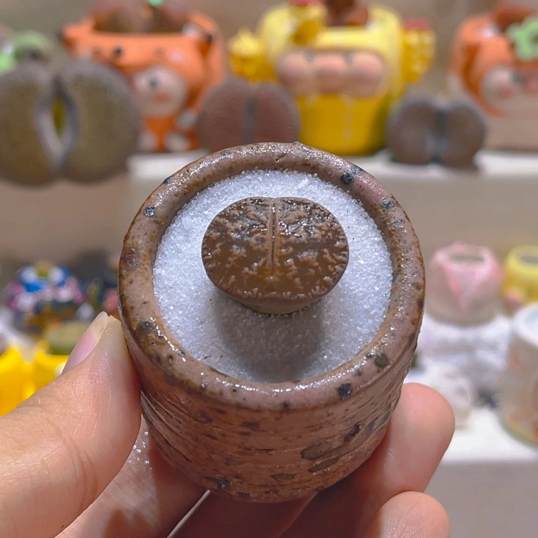 036黑变天带盆带土手工盆