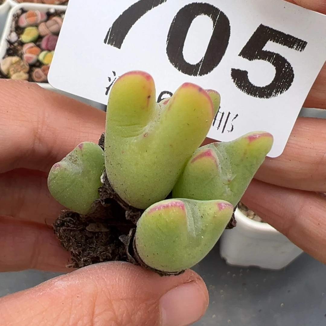 2.15好看的多肉705