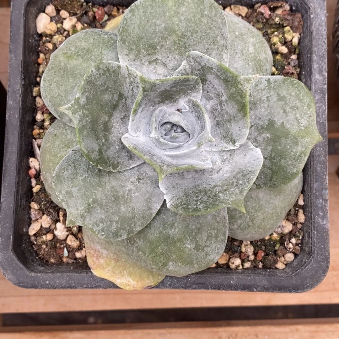 普芙雾冷塔小老桩特价