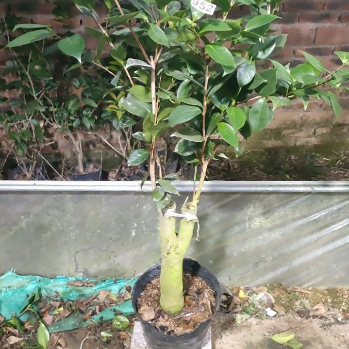 依恋贝蒂原原盆952原盆