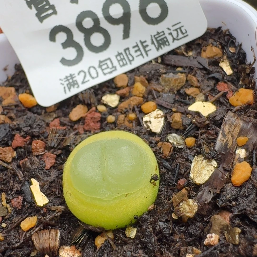 拉登1.2➕脱土1200