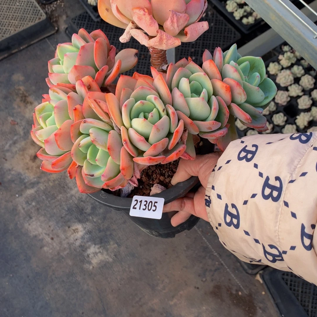 绍****司21305嗯嗯嗯