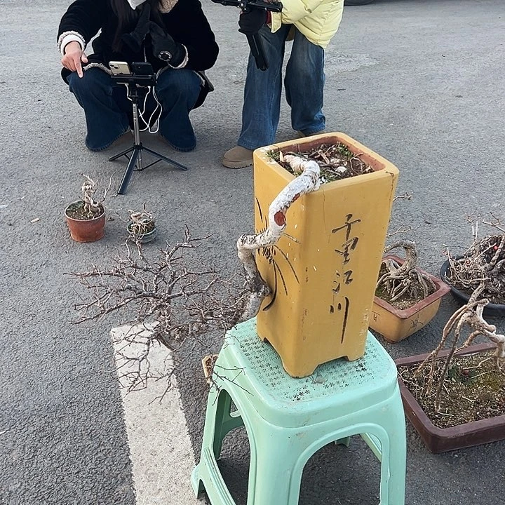 完全开放老桩榆树