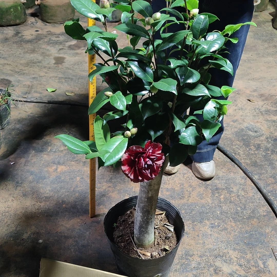 全部花苞三品混接不包邮