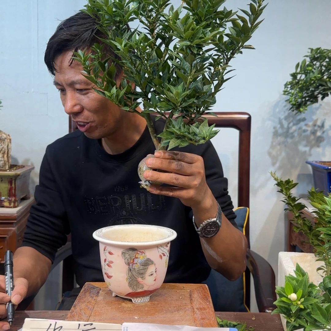 当前无花朵，栽培后可花朵宏****米