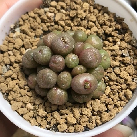 多肉肉锥 蜜枣铜壶