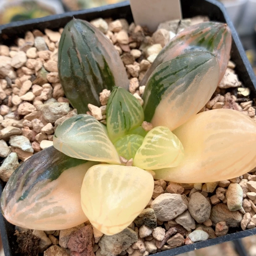 【闪购商品】233玉潭寿锦