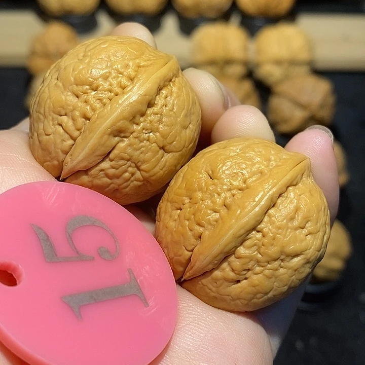 核桃金龟子31核桃尺寸