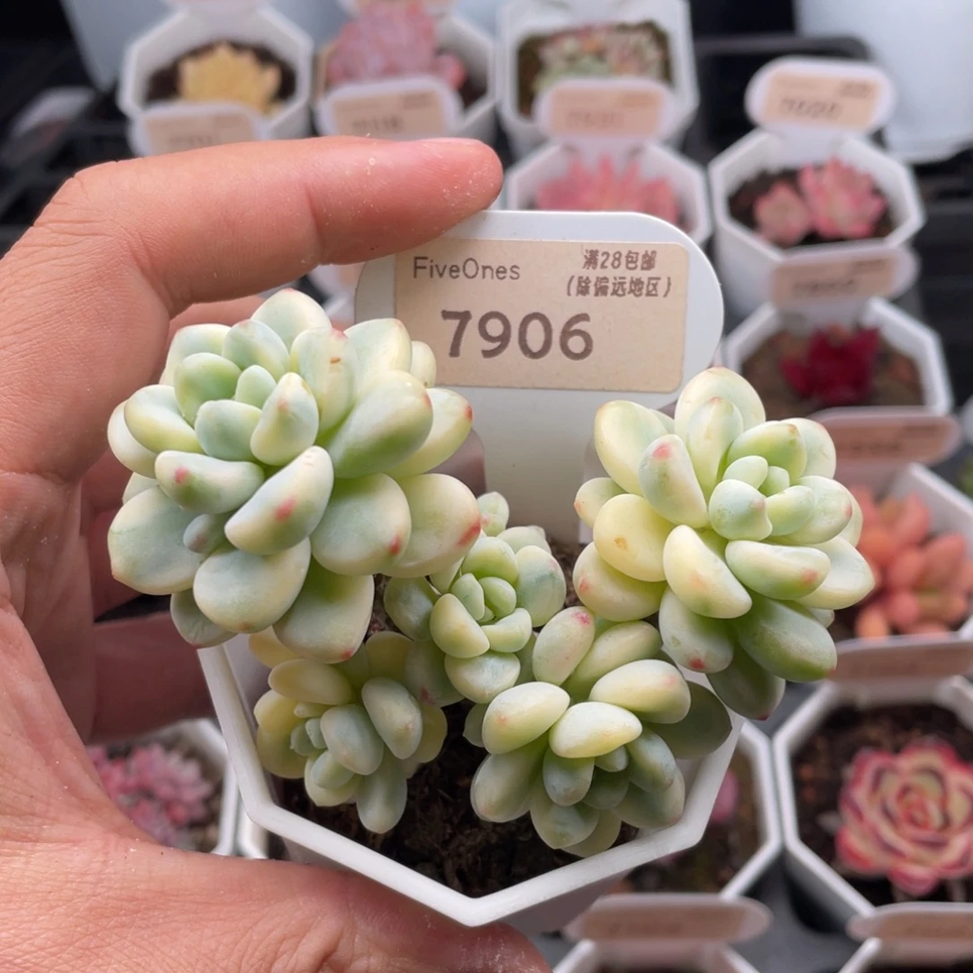 劳尔锦7906-9厘米