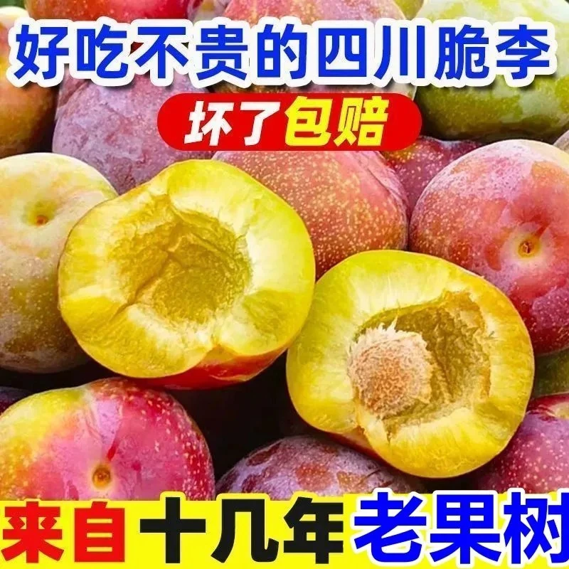 正宗四川青脆脱骨李子空心半边红茵红李当季新鲜水果孕妇必备整箱