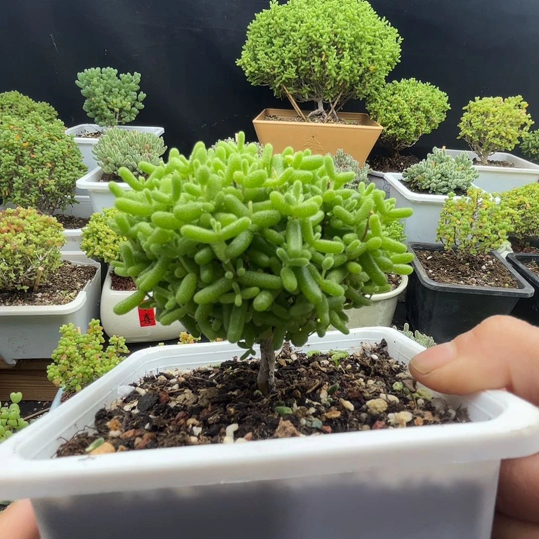 小***七金桔优选枝干番杏