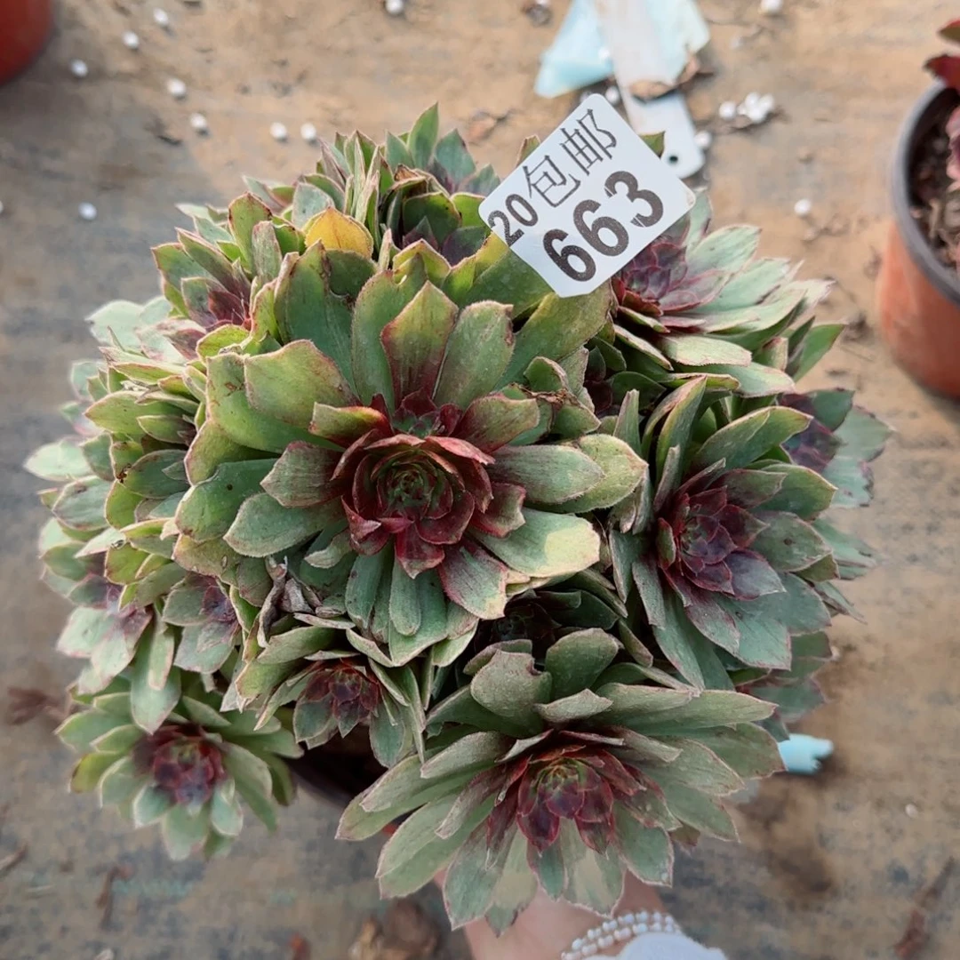 瑕疵红丝绒663满20包邮断枝不包