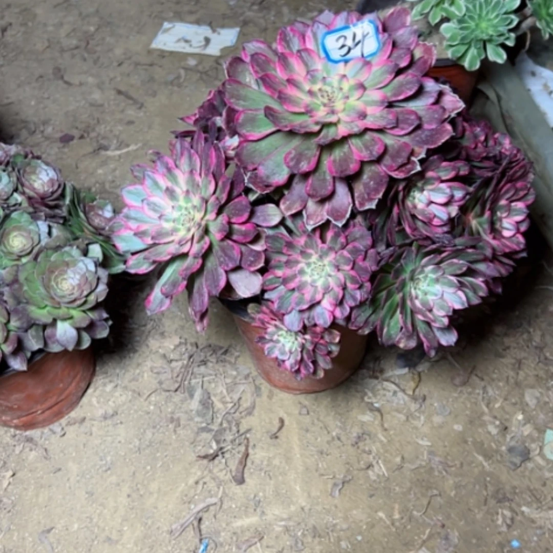 【闪购商品】花**州多肉植物黑金刚34