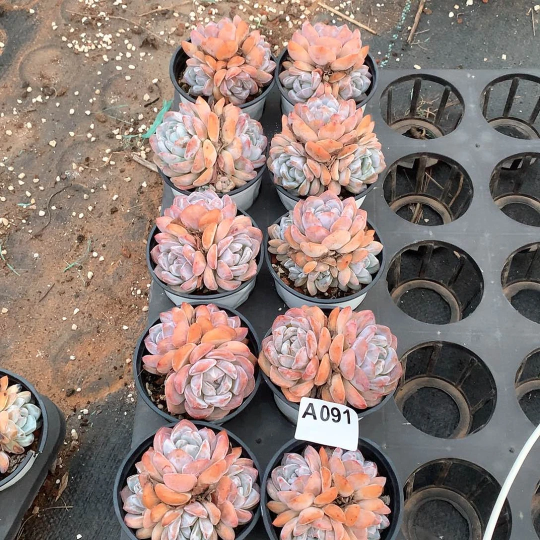 柳***喵091多肉植物多肉植物