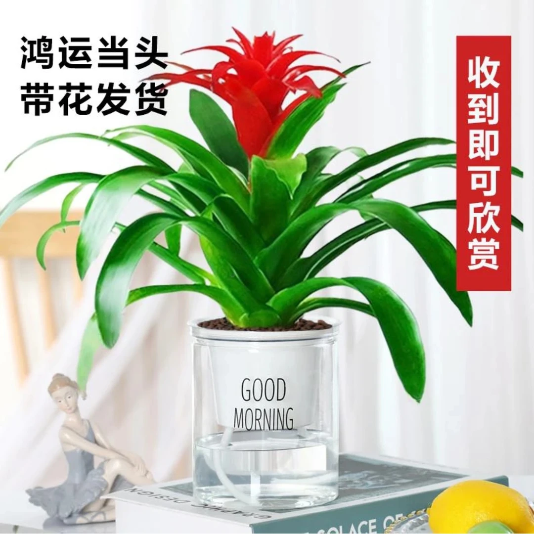 【带花发货】鸿运当头小红星花卉盆栽室内阳台水培绿植好养花卉盆景