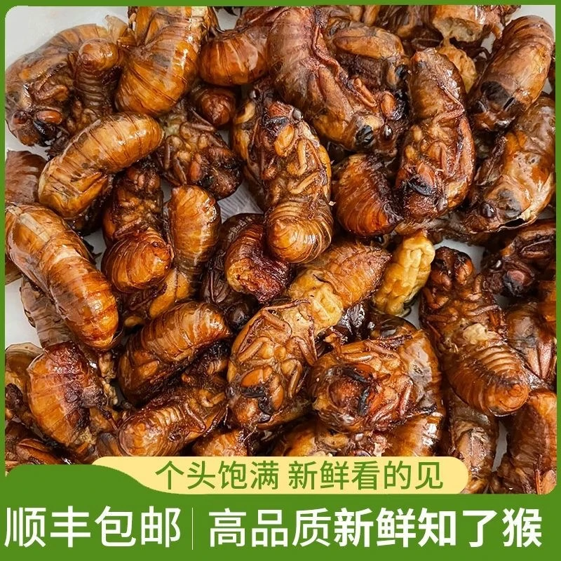 【现抓】顺丰包邮大金蝉知了猴蝉蛹爬叉猴新鲜猴子爬蚱猴冰冷冻发货