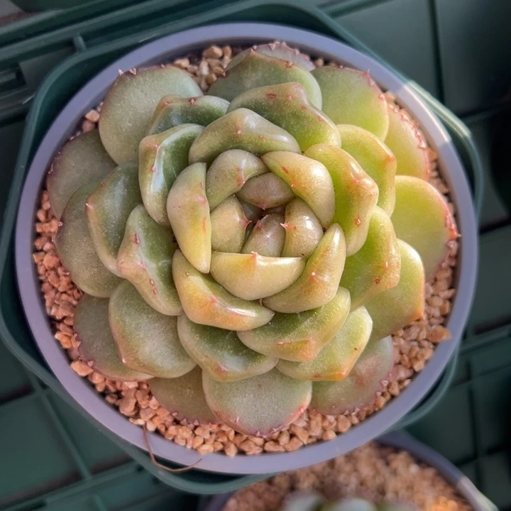 皮埃拉珍妮 多肉植物