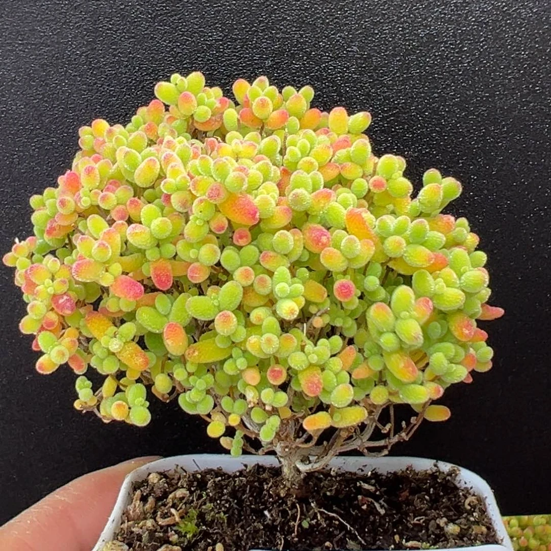 dy5489小精控蜜橘糖球冠幅6.5cm