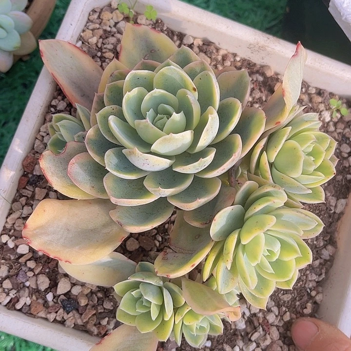 丝绸锦10150多肉植物