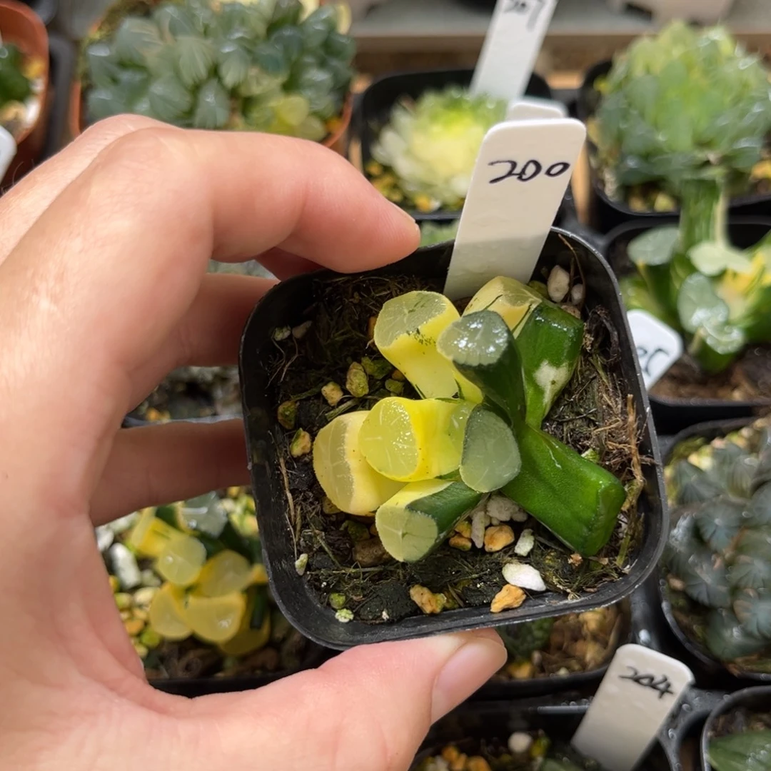 200玉龙万象锦一物一拍