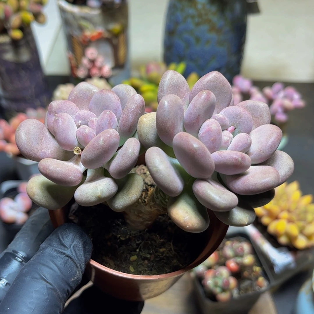 887月美人10厘米多肉