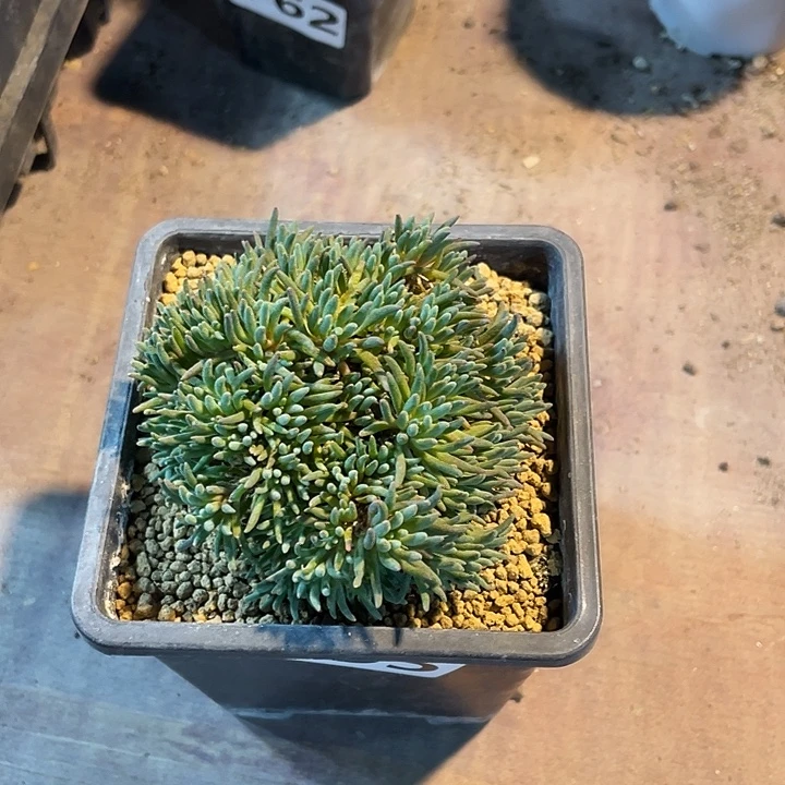 055大盆锦珊瑚块根植物