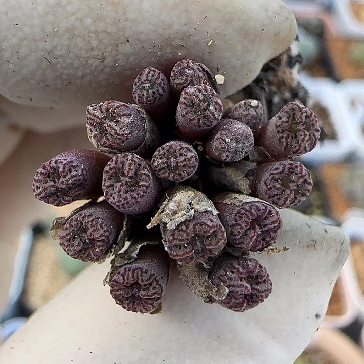 846红珊瑚小型种福利