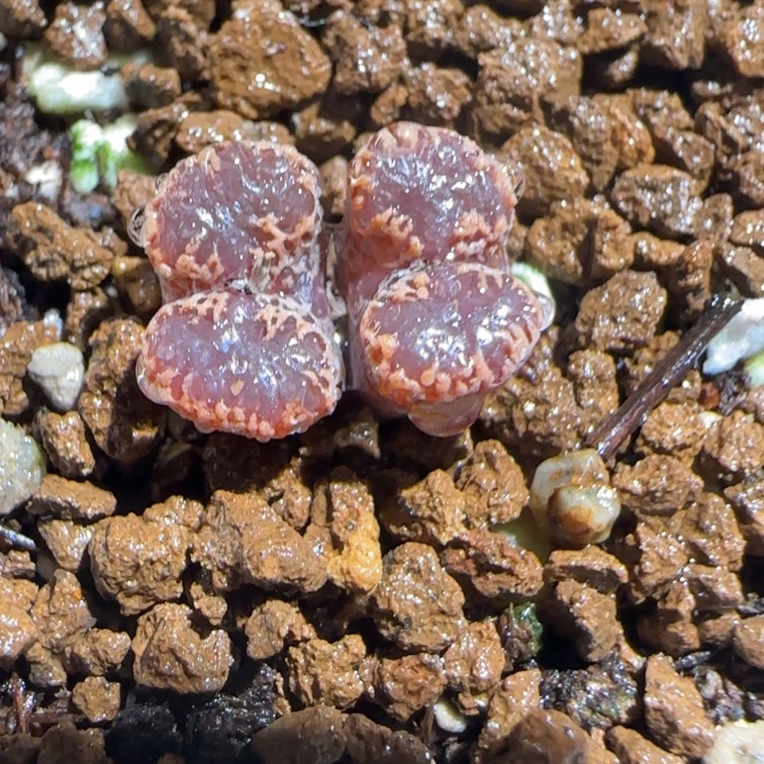 肉锥多肉植物组合-3km勋章1729