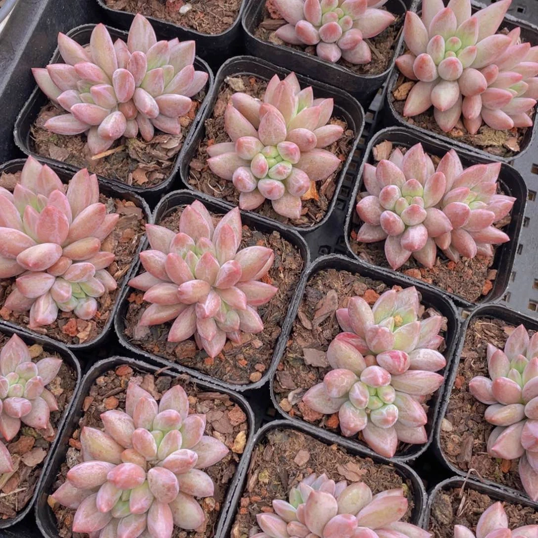 1574号 金鱼姬车厘子双头一个