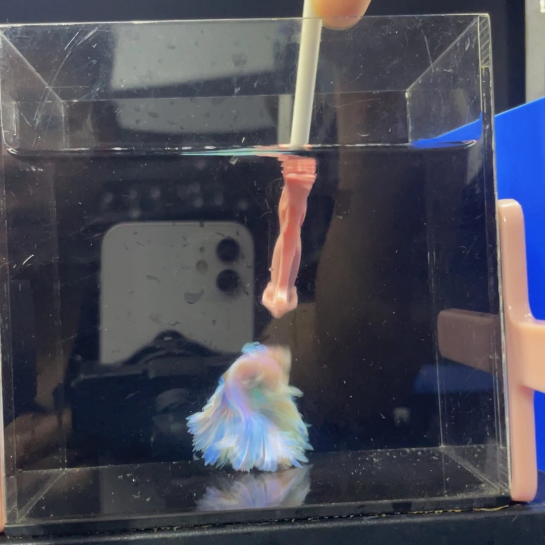 斗鱼哈哈哈哈哈573