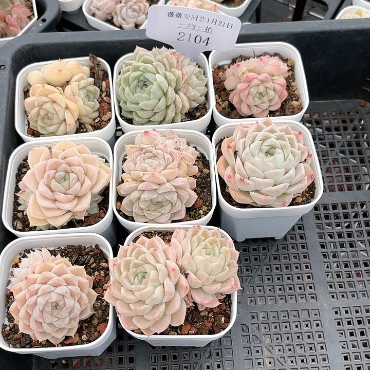 薇薇安园艺多肉2104