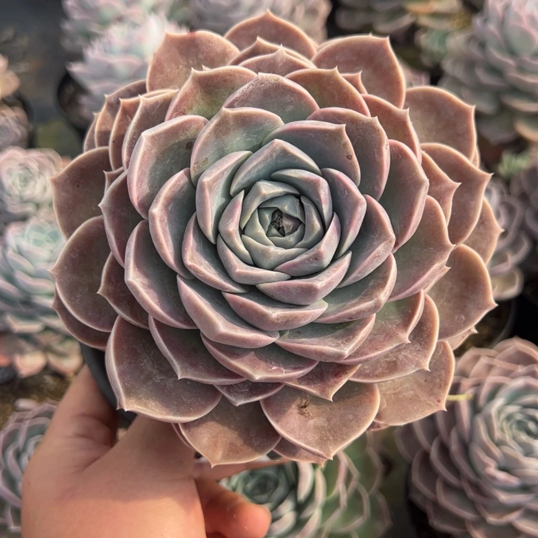 原始哈利沃森大单头