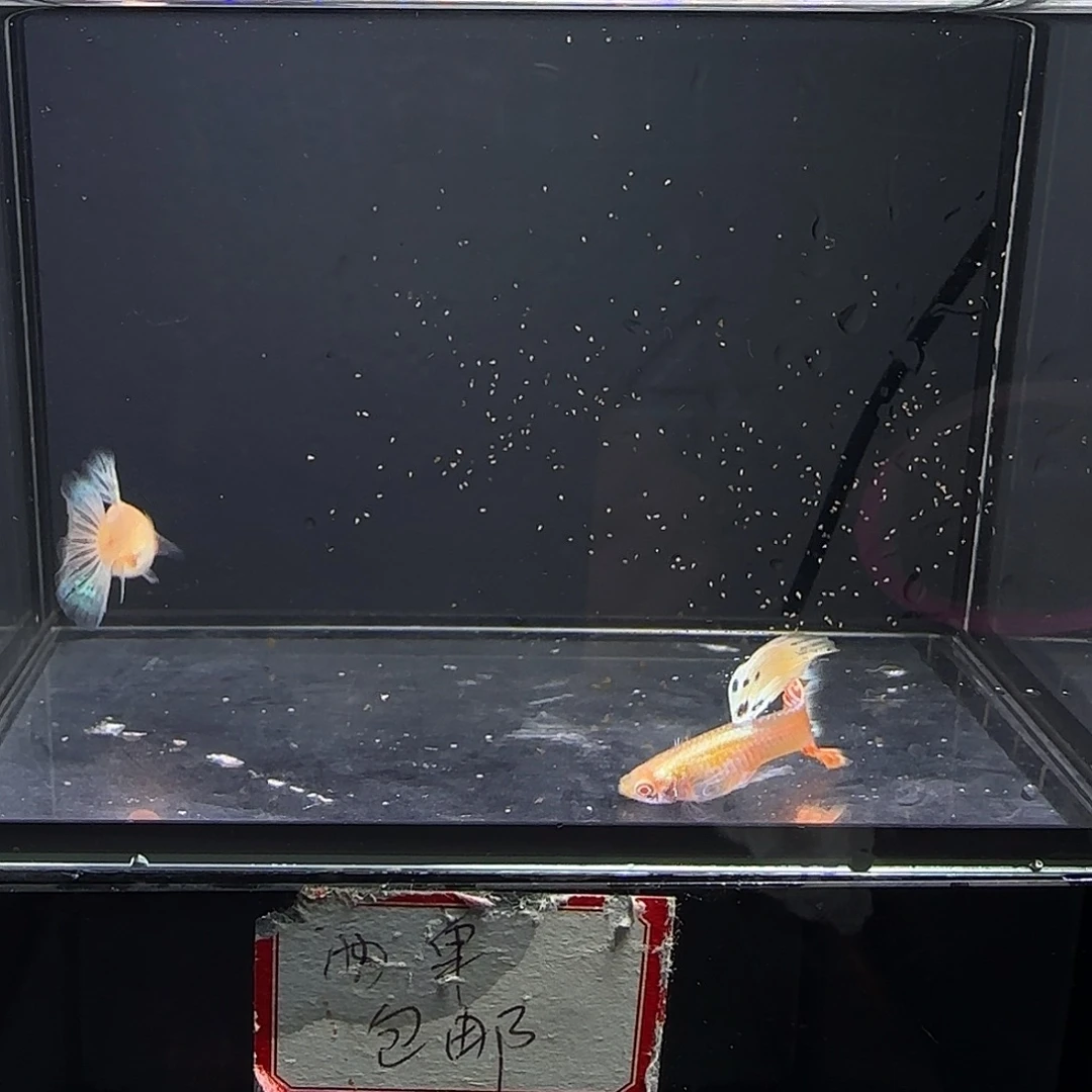 孔雀鱼象耳白子一对