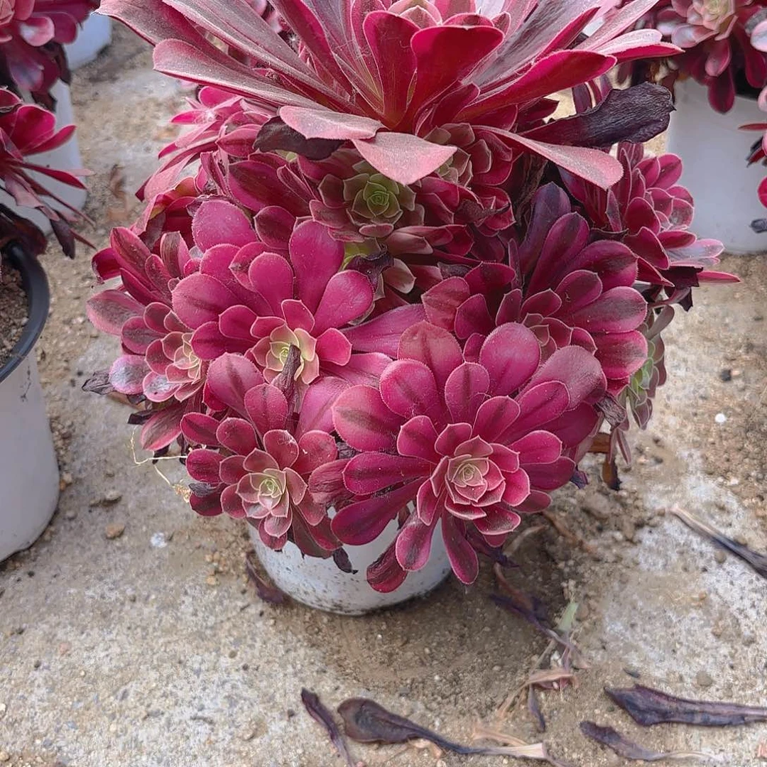 美杜莎手捧多肉植物