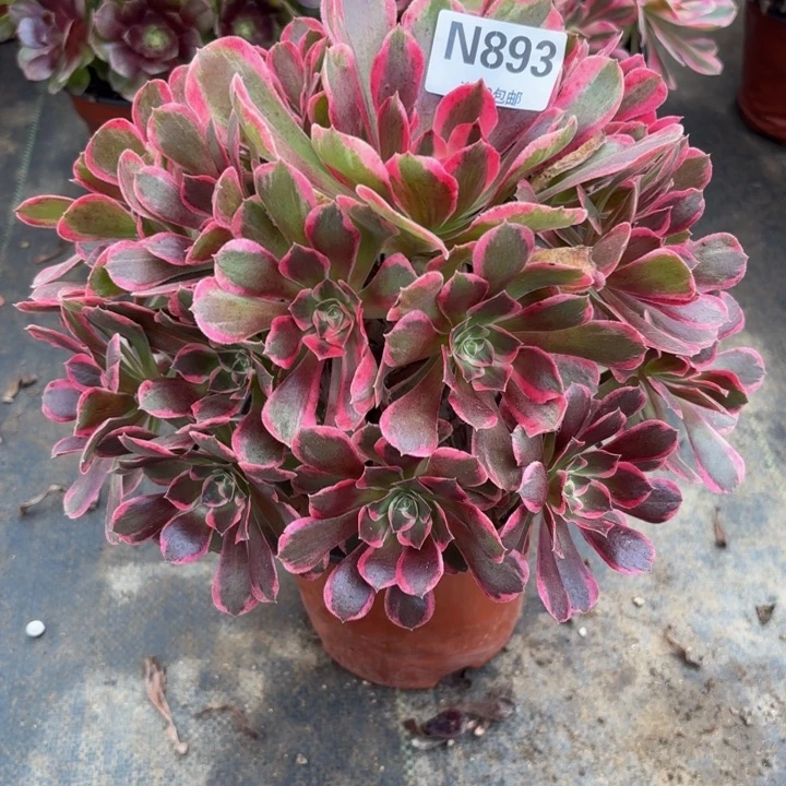 瑞妈多肉园艺893皇后。