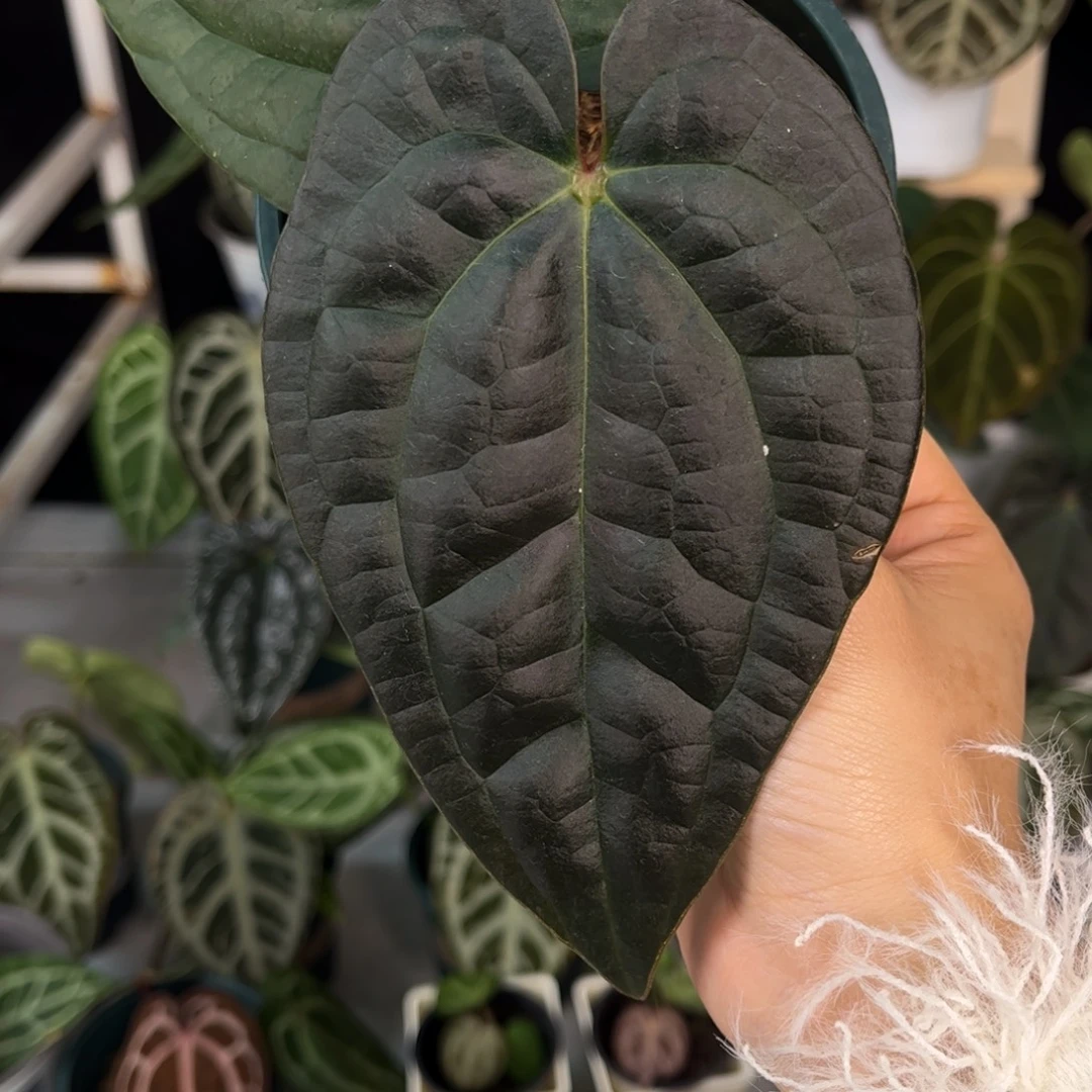 无花朵024 奢华杂papi