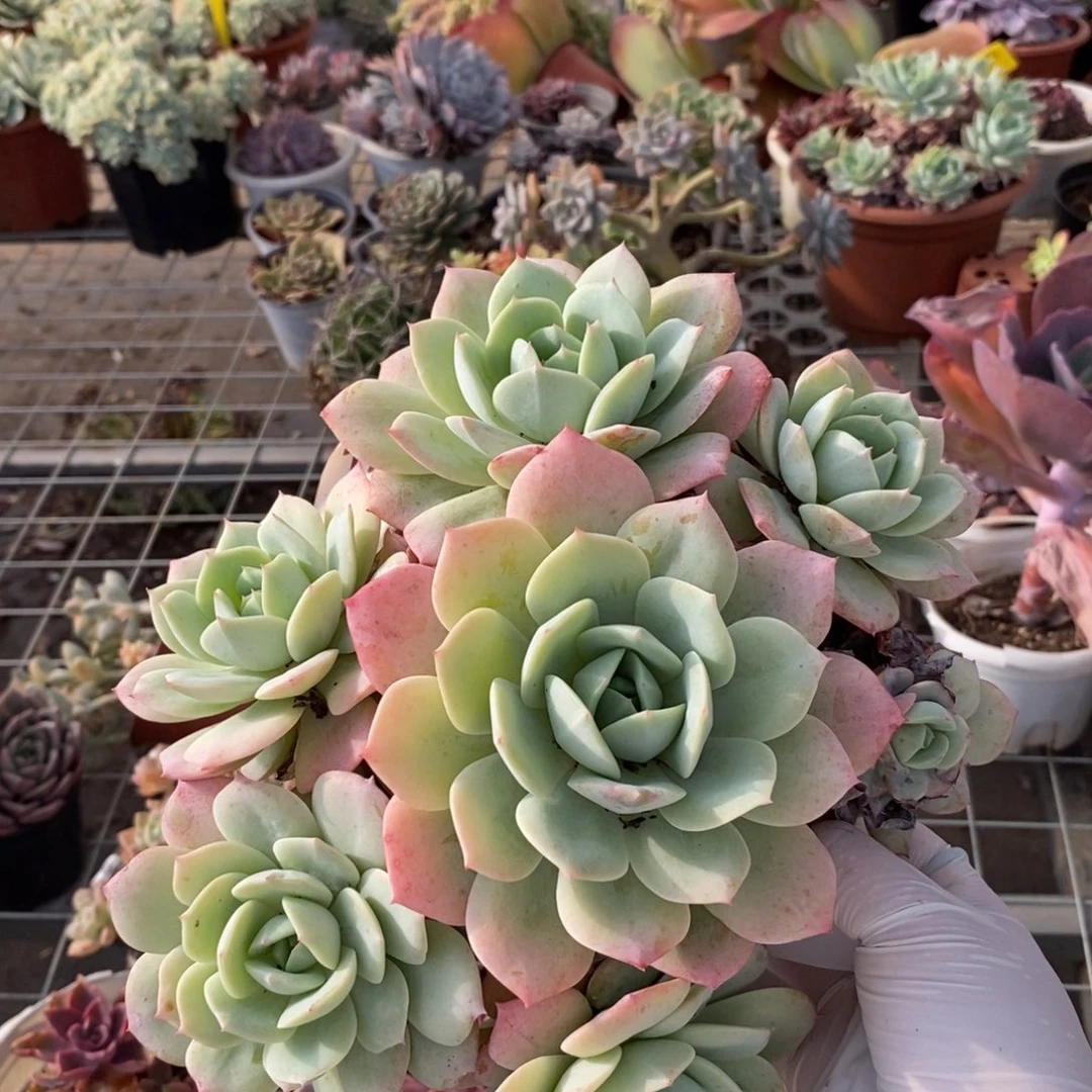 331果冻恋曲一物一拍