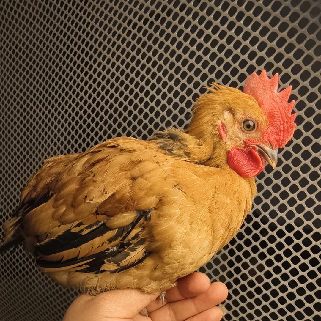 土鸡 九斤红大公鸡 宠物鸡 一斤左右发货包邮