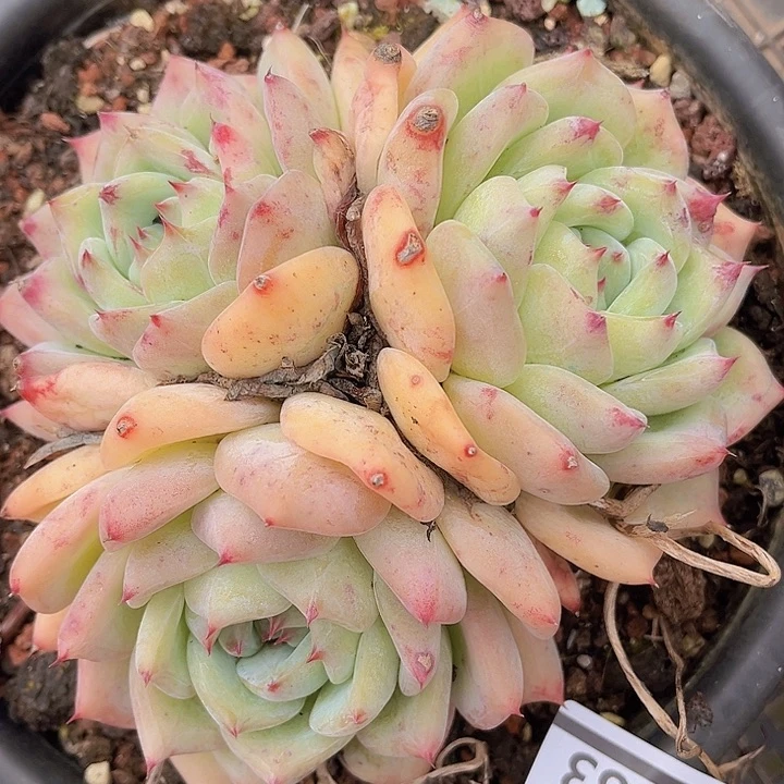 白拉糖24183多肉植物