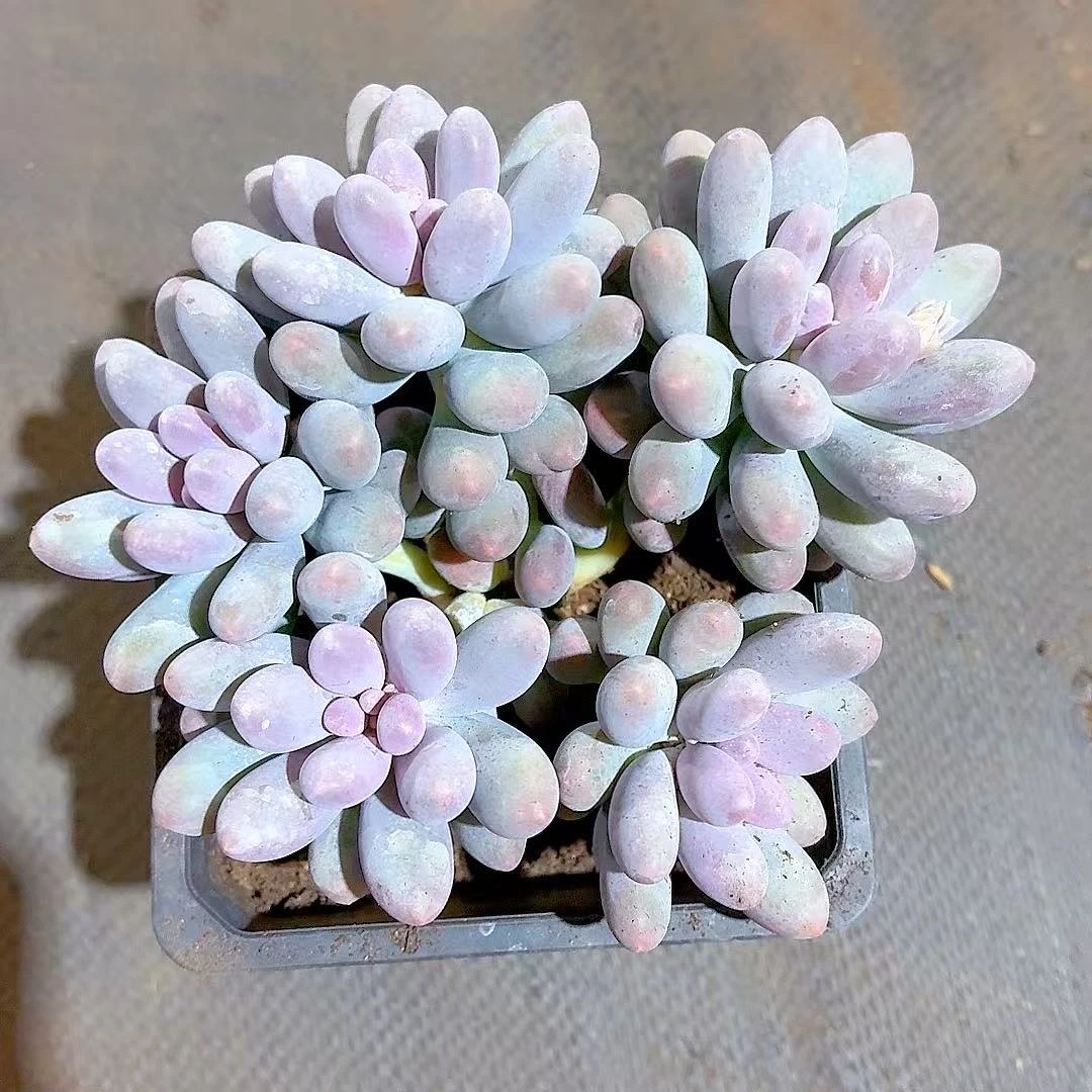 【紫皮汤圆】【满9.9包邮】星花怒放阳台露台办公多肉植物栽种养护