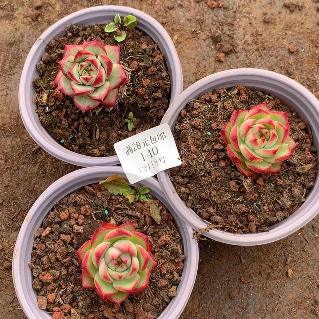 【闪购商品】云140号三颗