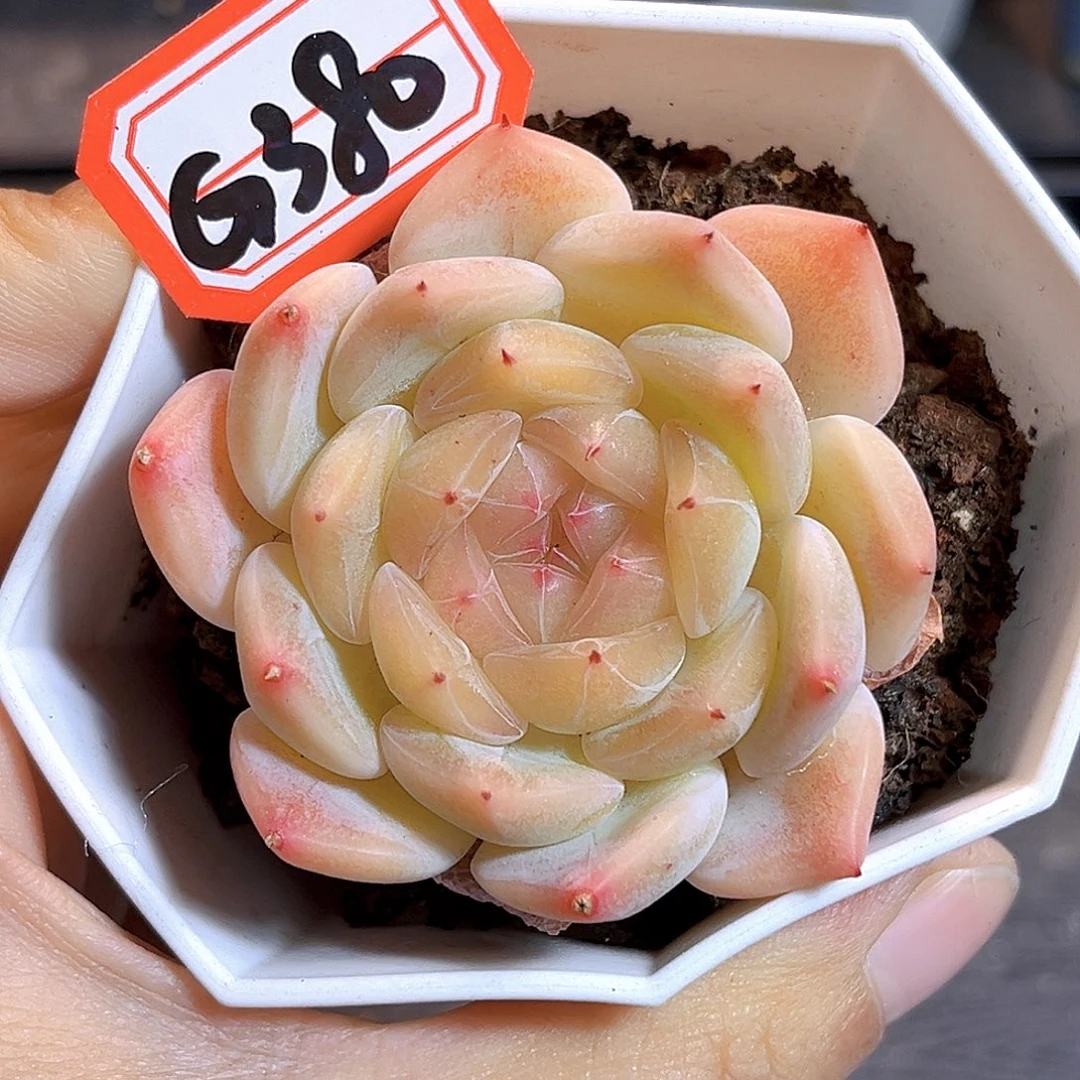 G380 一物一拍多肉