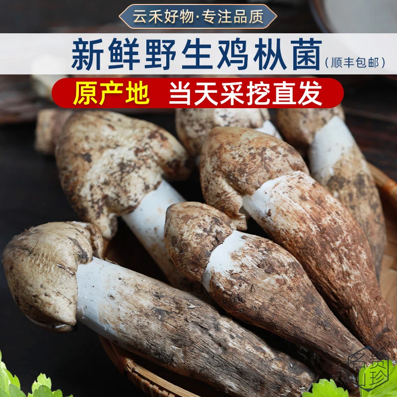 云南鸡枞野生菌当天采摘火把鸡枞菌鸡枞