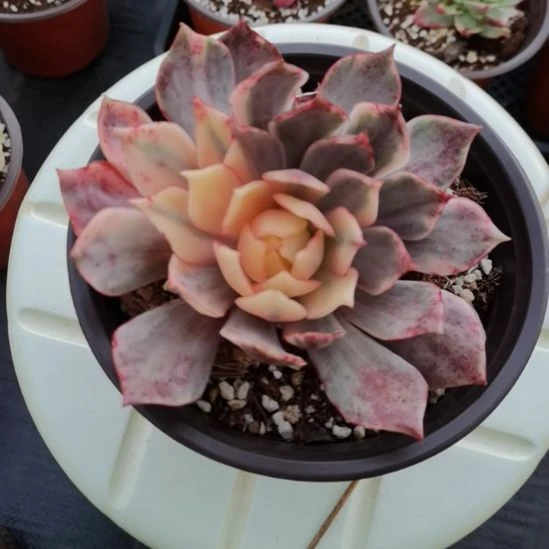 宝莲灯超白锦单头带根