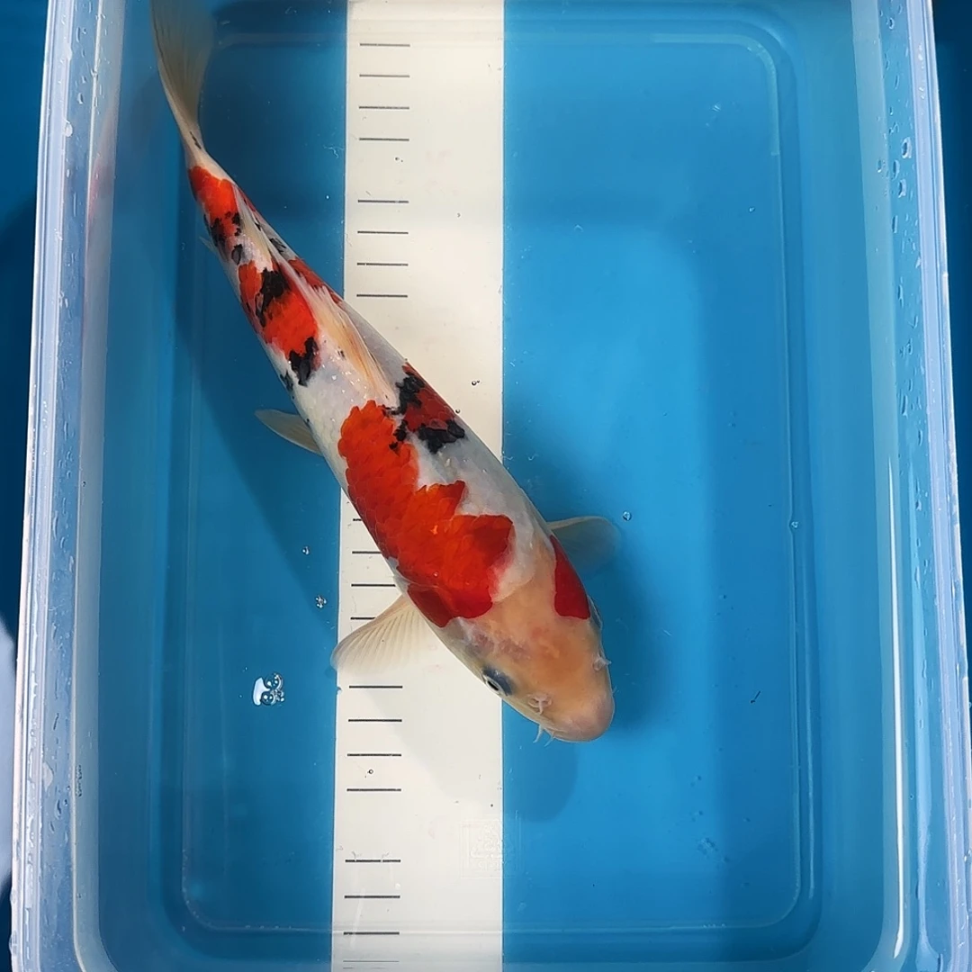 渔悦锦鲤三选大正一尾27公分